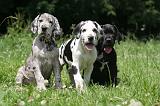 DOGUE ALLEMAND 392